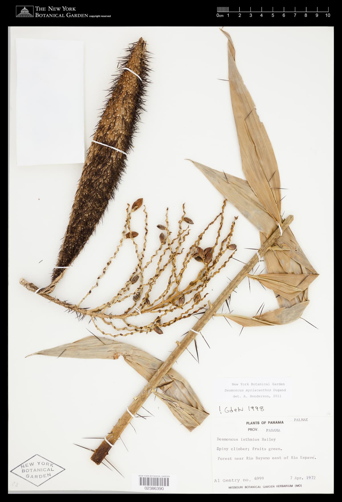 Botanical specimen of Desmoncus Isthmius.