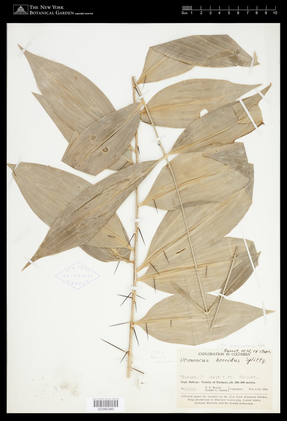 Botanical specimen of Desmoncus Isthmius.