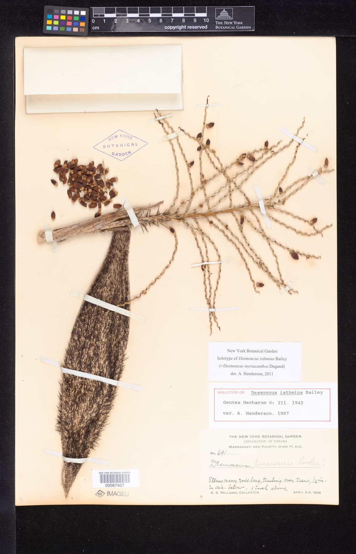 Botanical specimen of Desmoncus Isthmius.