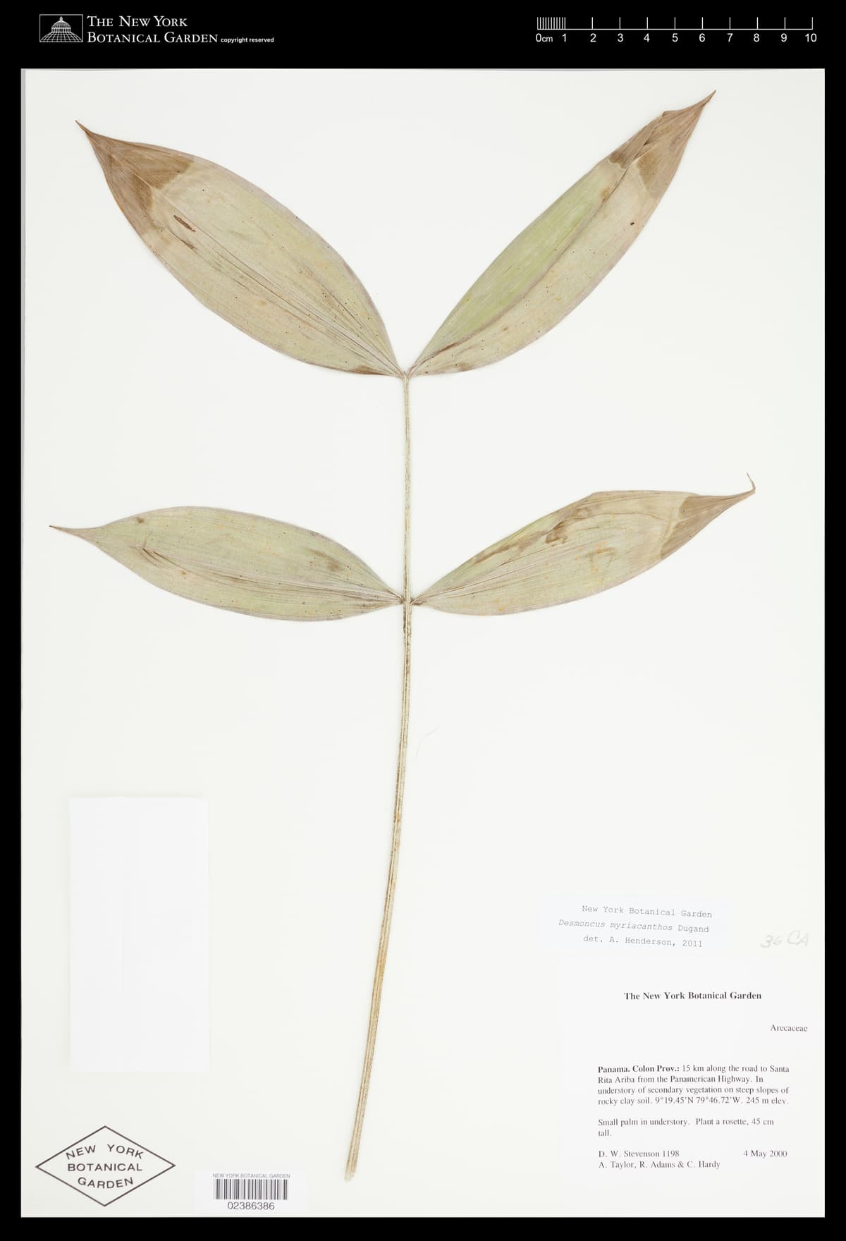 Botanical specimen of Desmoncus Isthmius.