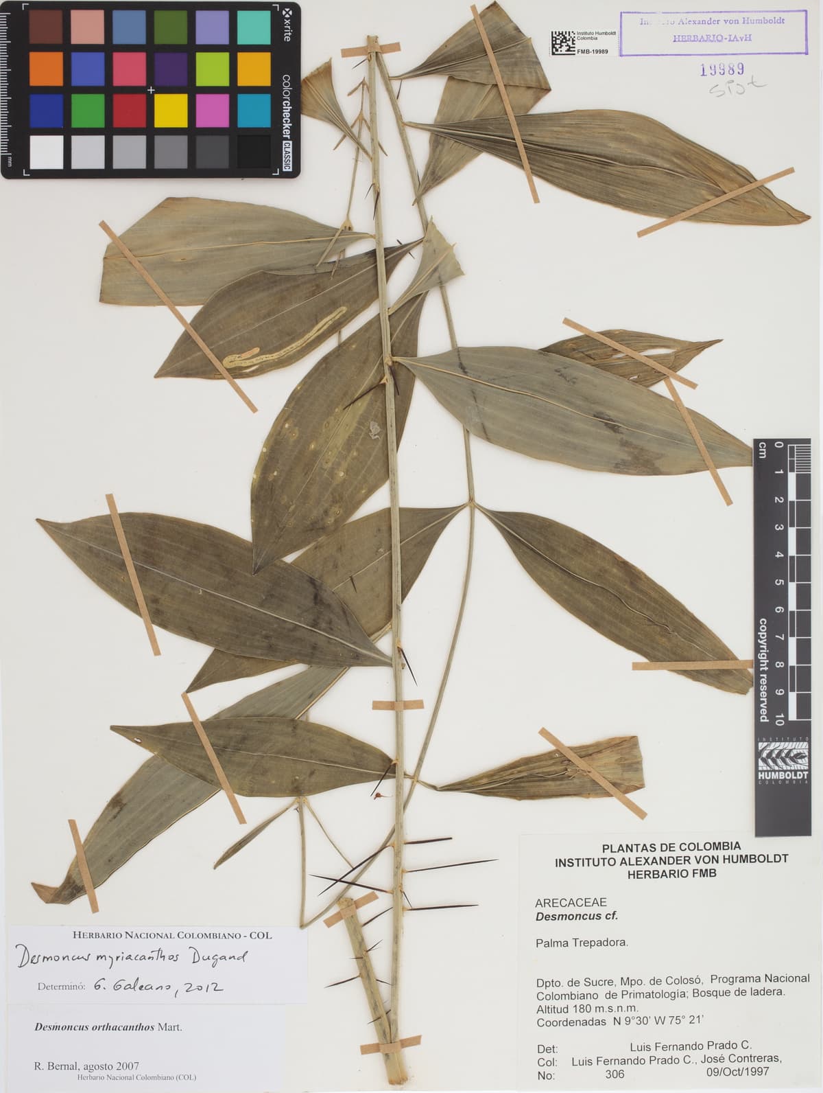 Botanical specimen of Desmoncus Isthmius.