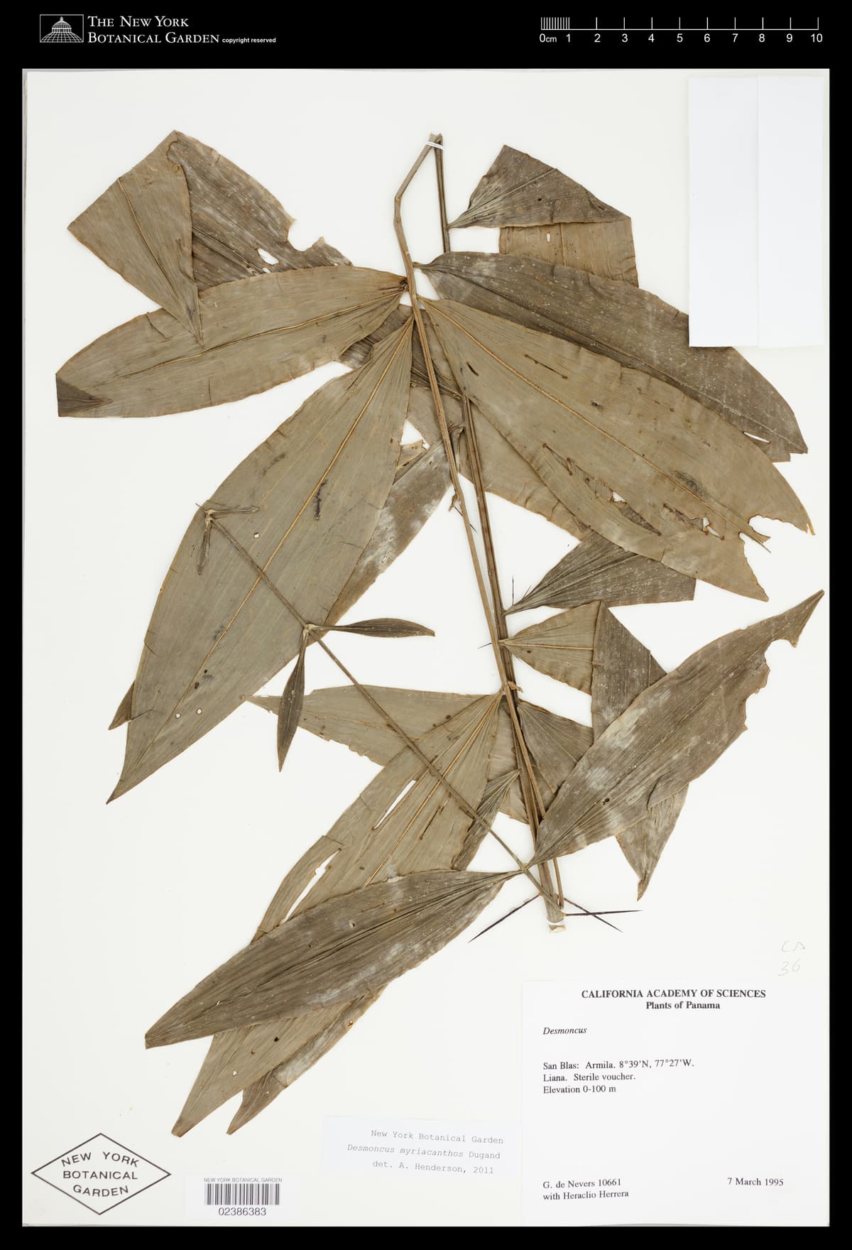 Botanical specimen of Desmoncus Isthmius.