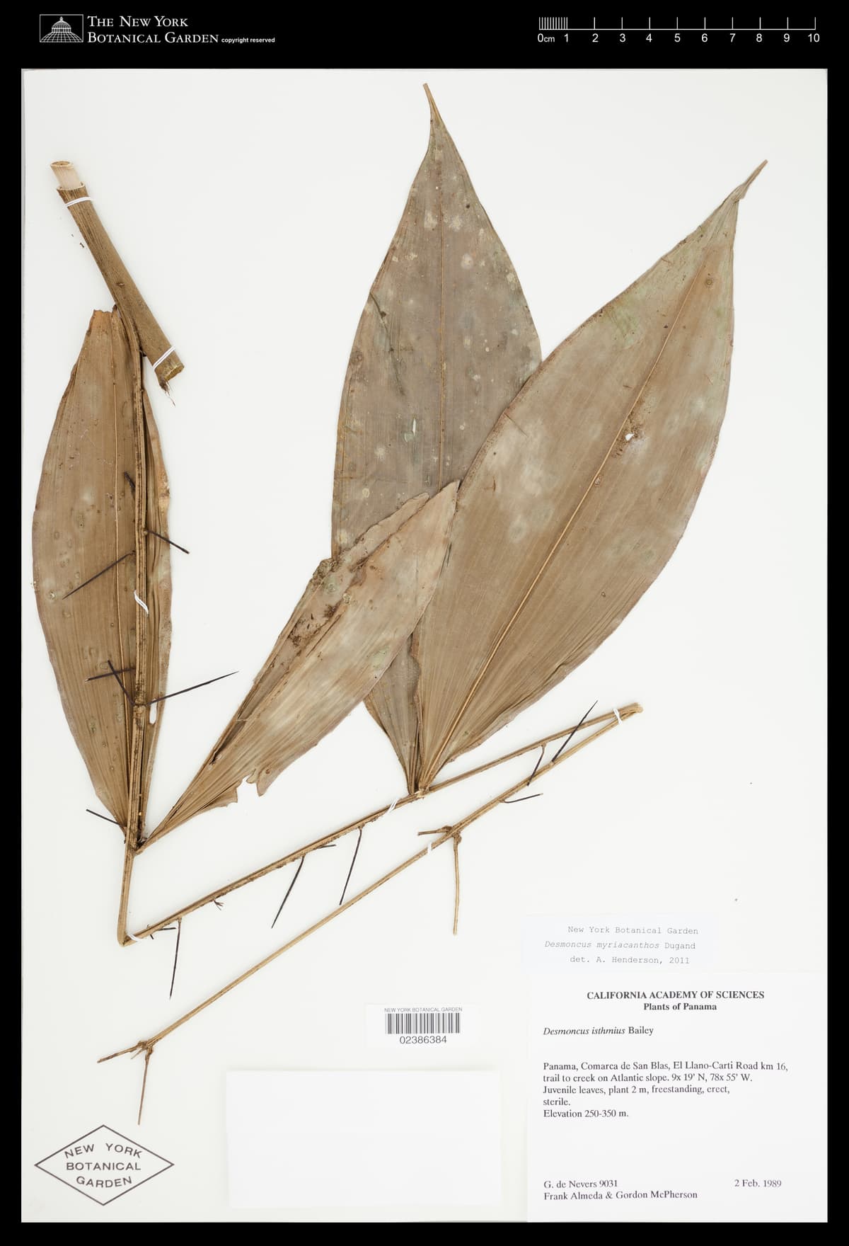 Botanical specimen of Desmoncus Isthmius.