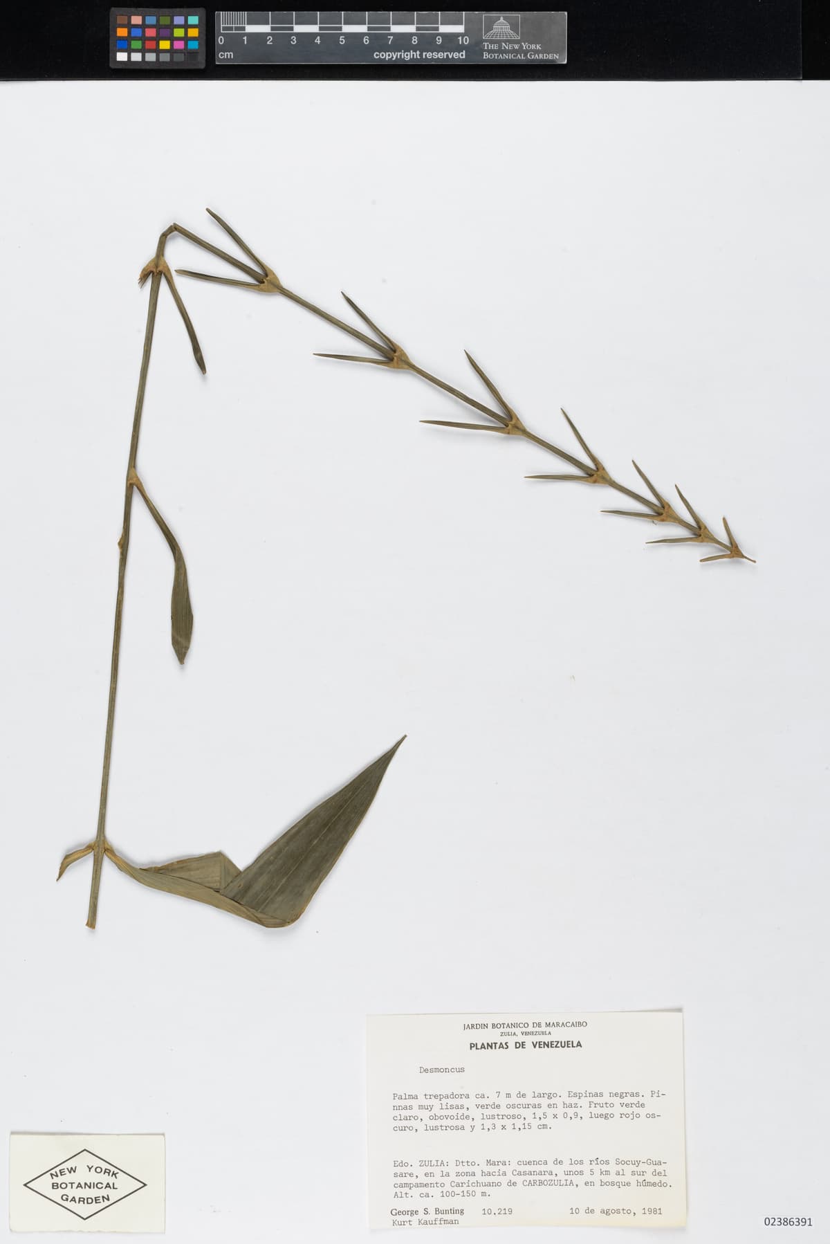 Botanical specimen of Desmoncus Isthmius.