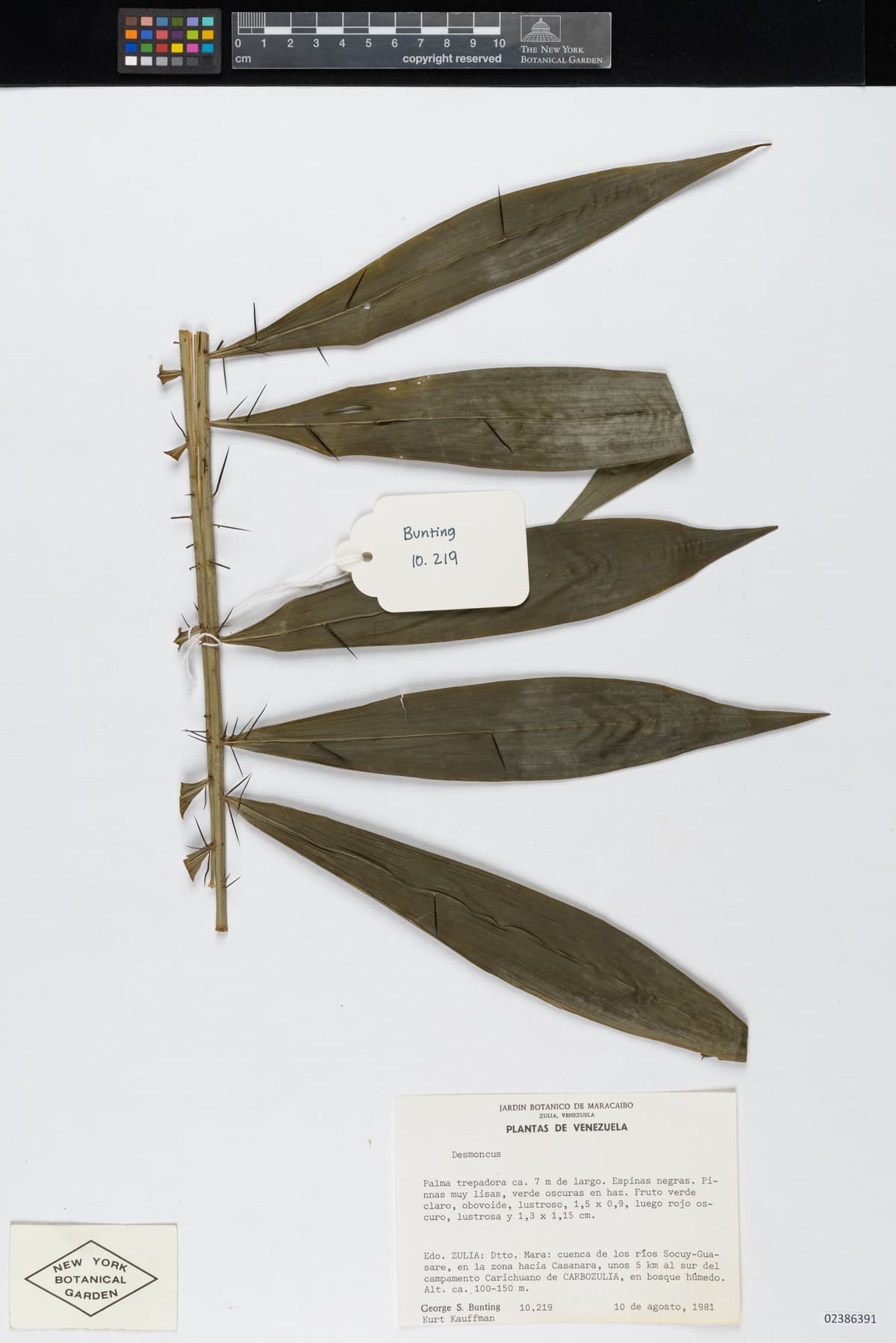 Botanical specimen of Desmoncus Isthmius.