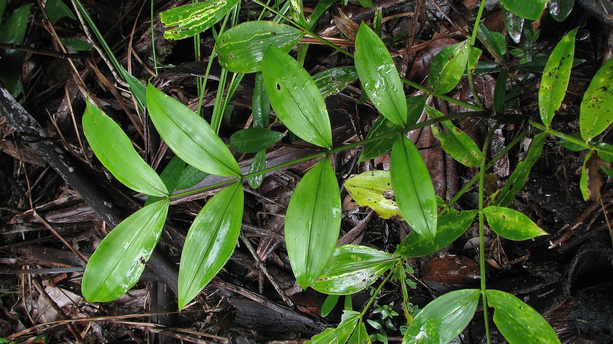 Botanical specimen of Desmoncus Orthacanthos.