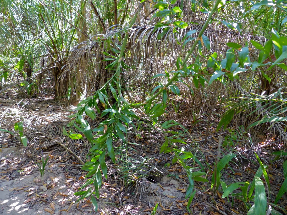 Botanical specimen of Desmoncus Orthacanthos.