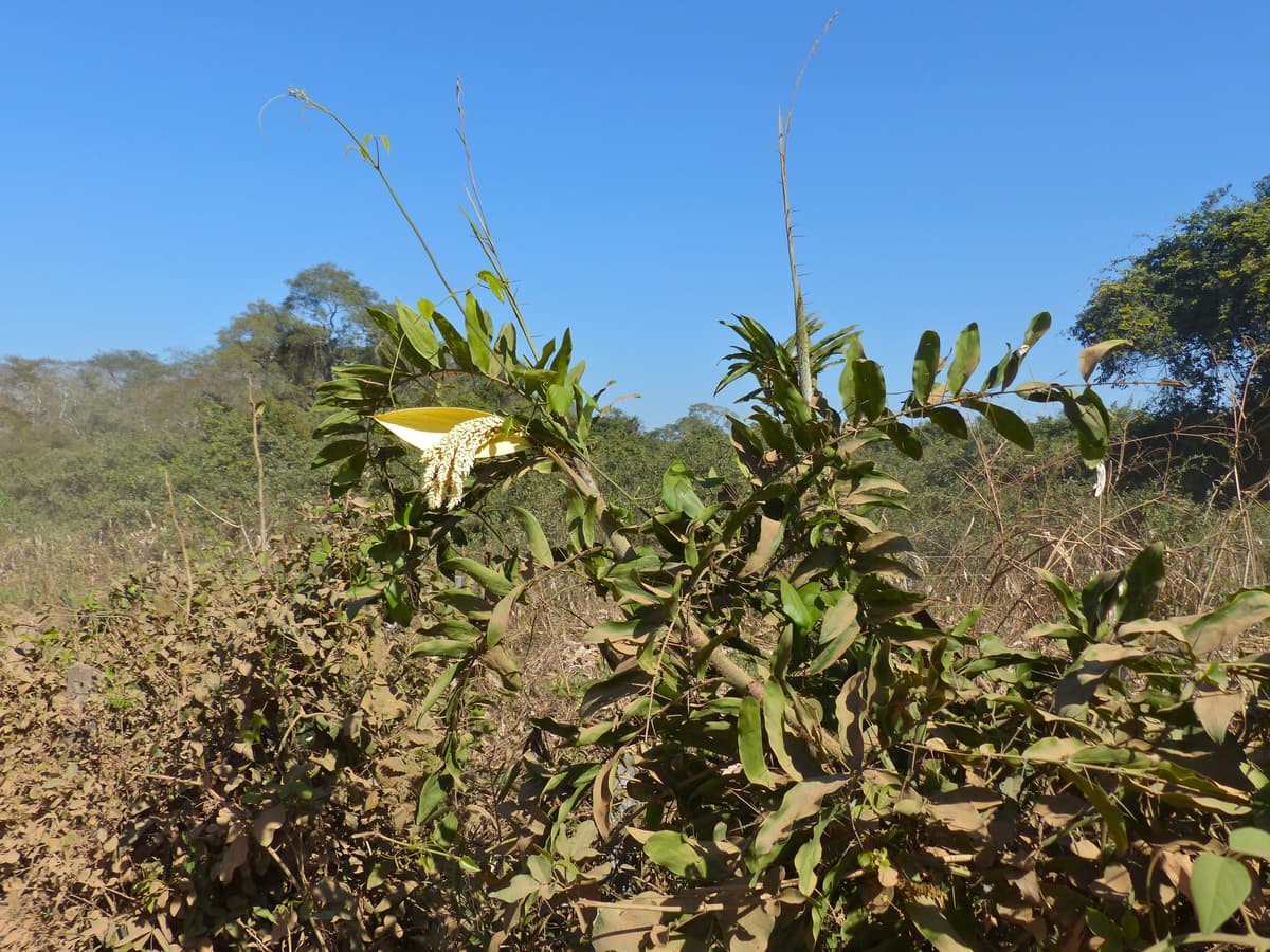 Botanical specimen of Desmoncus Orthacanthos.