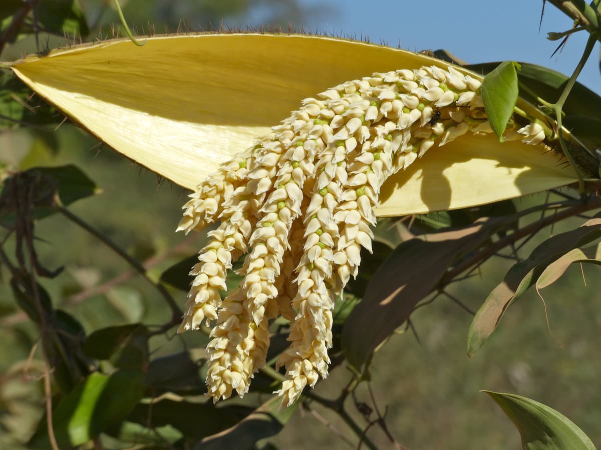 Botanical specimen of Desmoncus Orthacanthos.