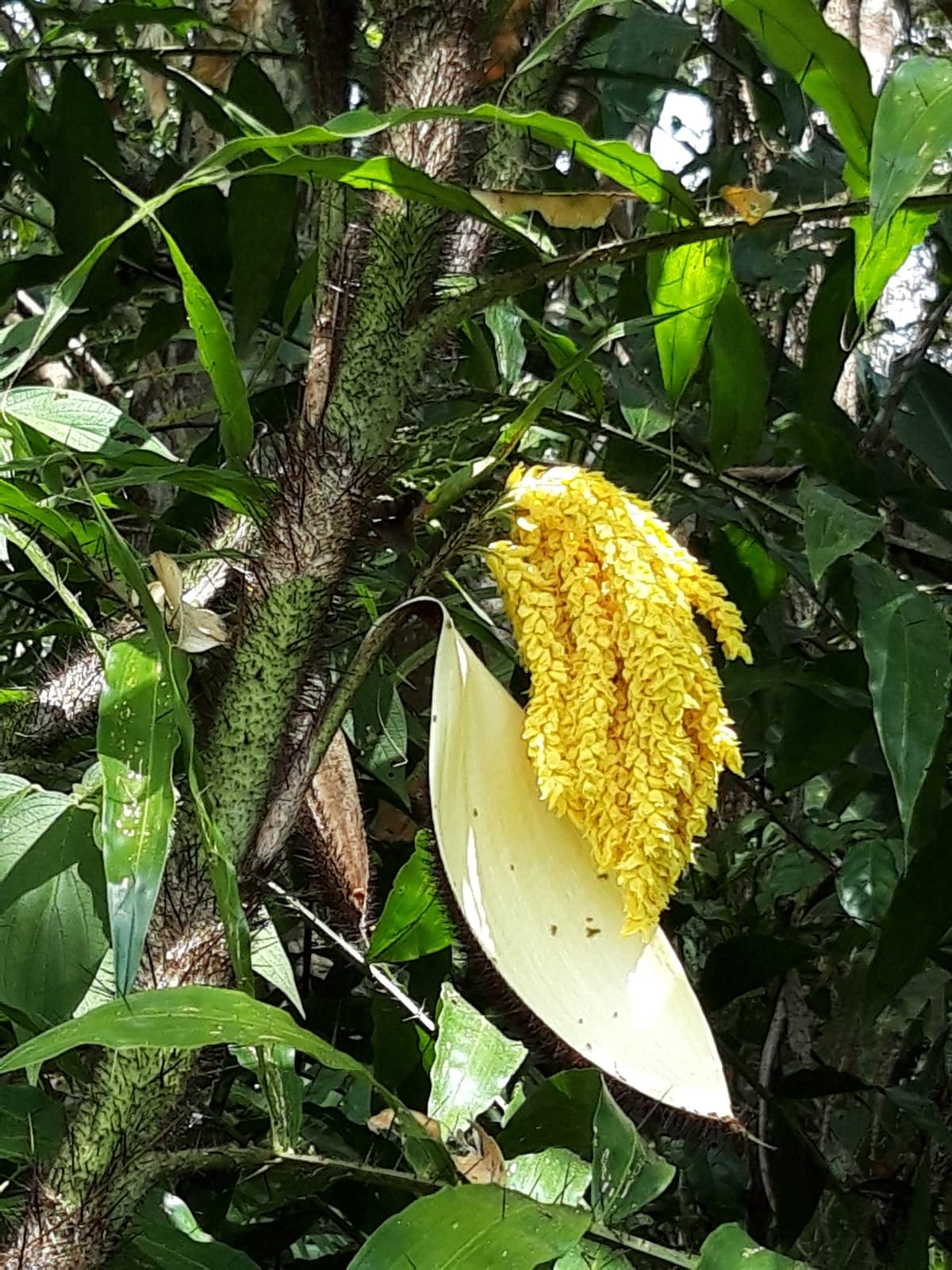 Botanical specimen of Desmoncus Orthacanthos.
