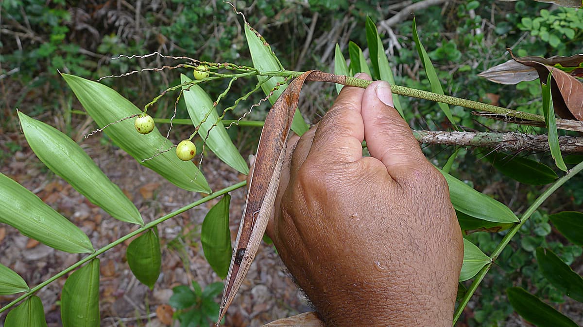 Botanical specimen of Desmoncus Orthacanthos.