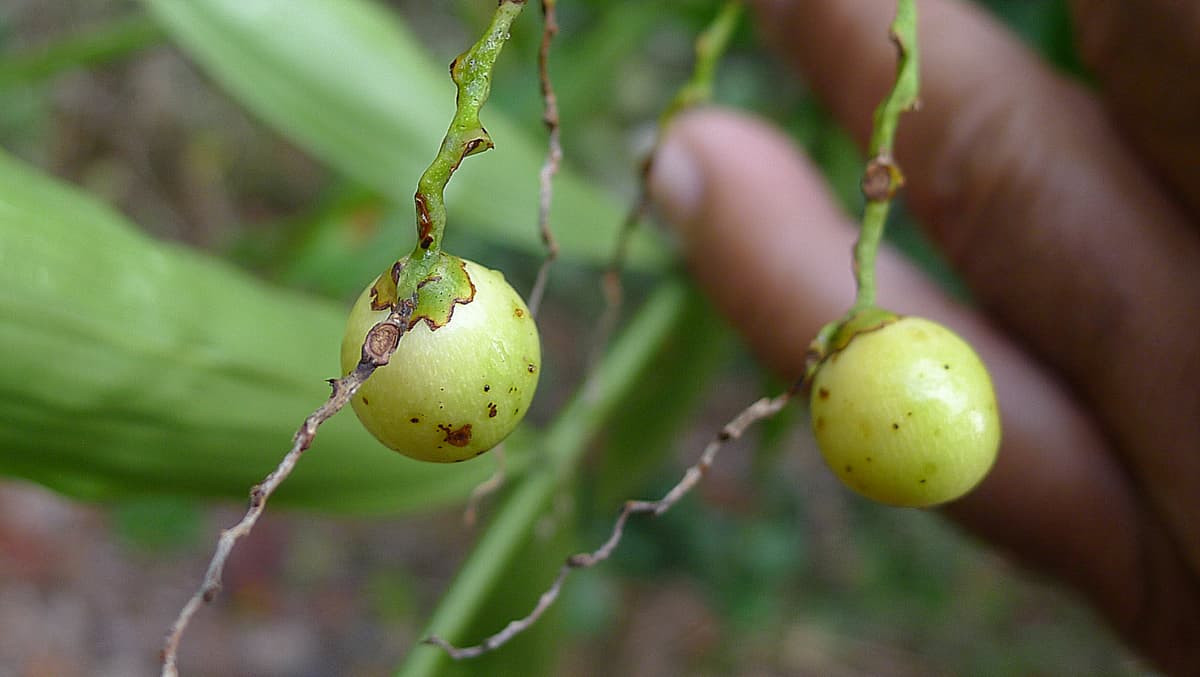 Botanical specimen of Desmoncus Orthacanthos.