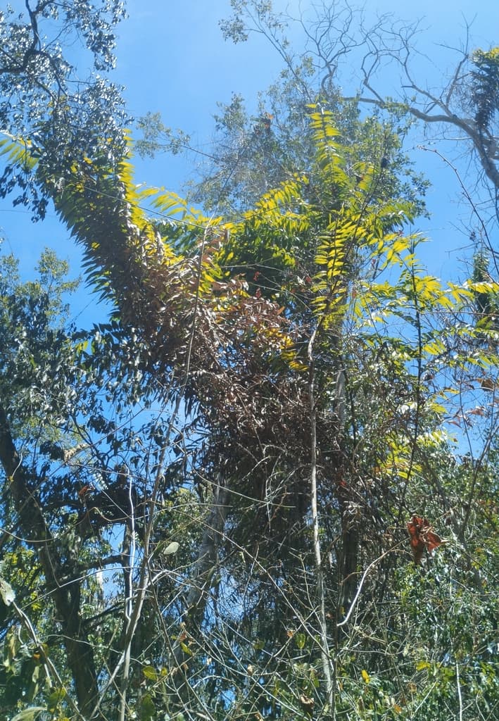 Botanical specimen of Desmoncus Schippii.