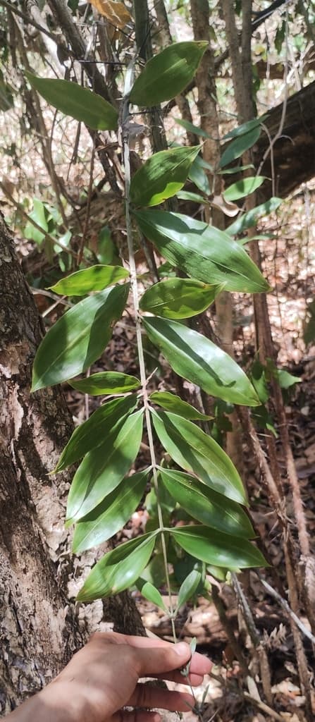 Botanical specimen of Desmoncus Schippii.