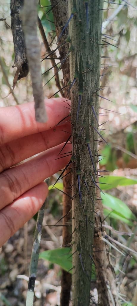 Botanical specimen of Desmoncus Schippii.