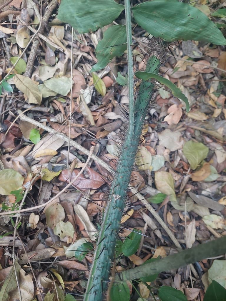 Botanical specimen of Desmoncus Schippii.