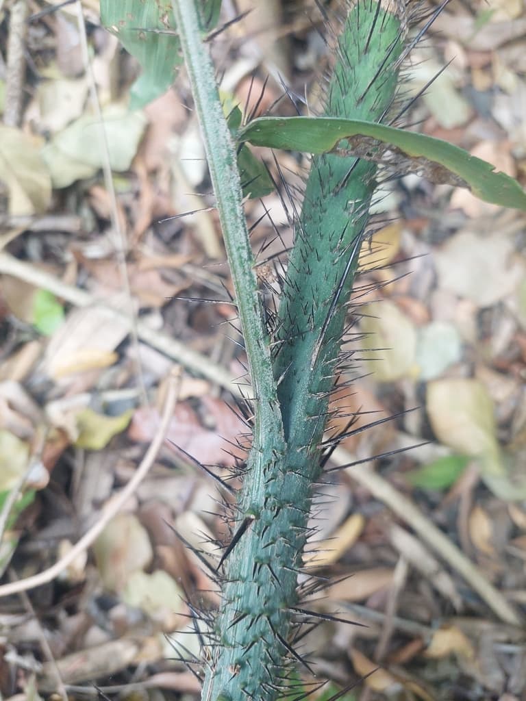 Botanical specimen of Desmoncus Schippii.