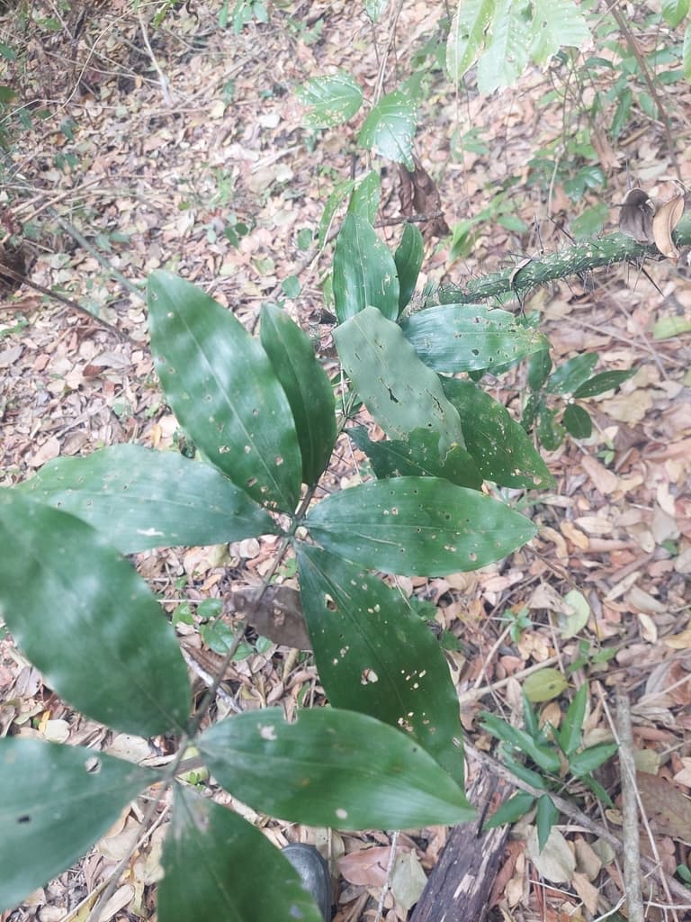 Botanical specimen of Desmoncus Schippii.