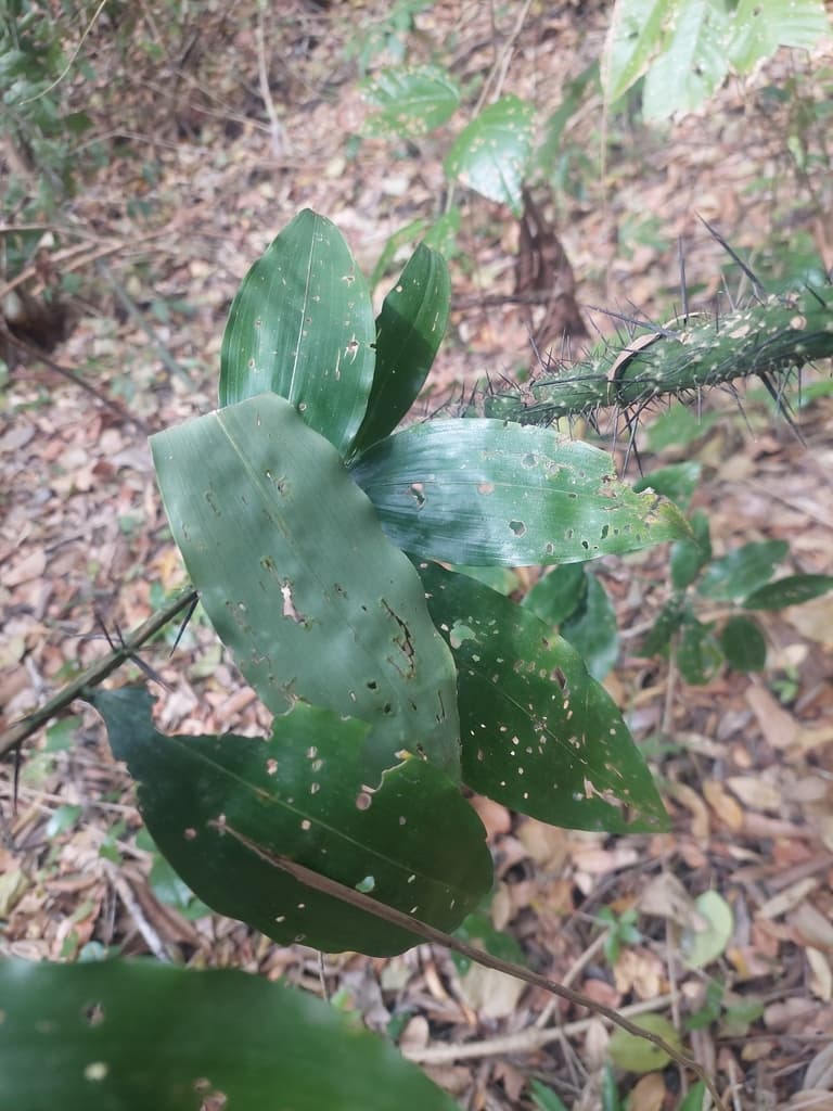 Botanical specimen of Desmoncus Schippii.