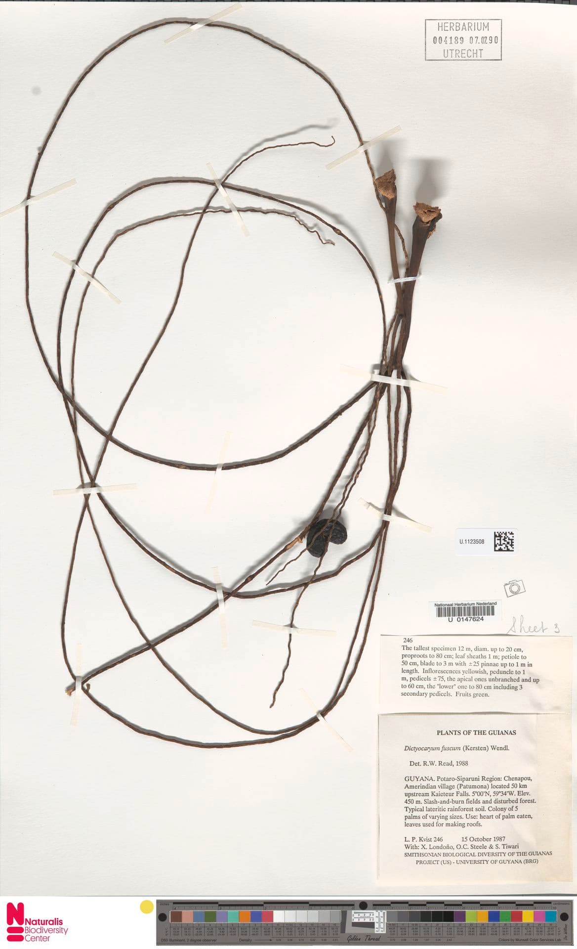 Botanical specimen of Dictyocaryum Fuscum.