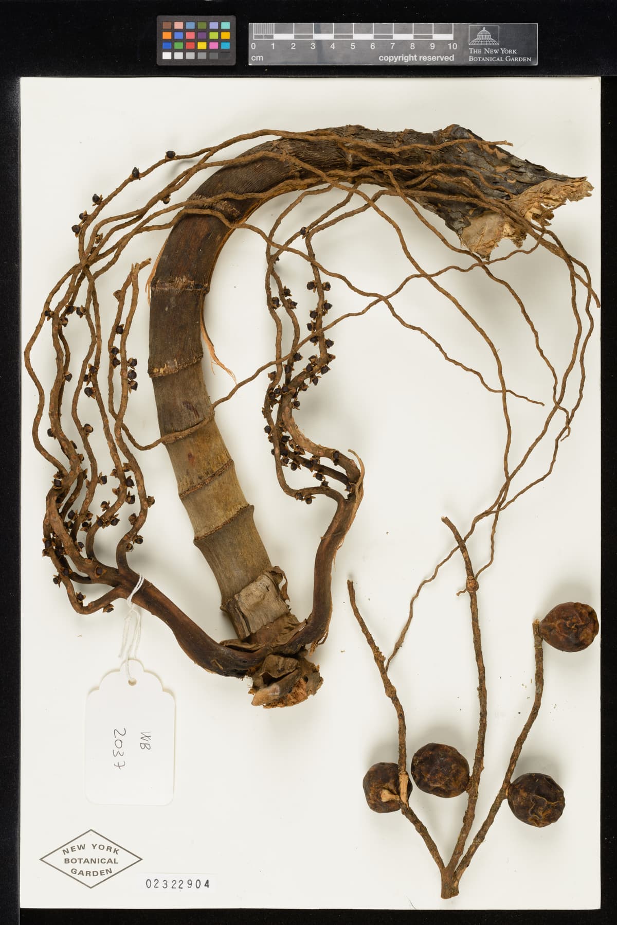 Botanical specimen of Dictyocaryum Fuscum.