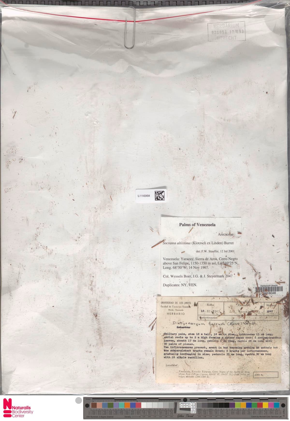 Botanical specimen of Dictyocaryum Fuscum.