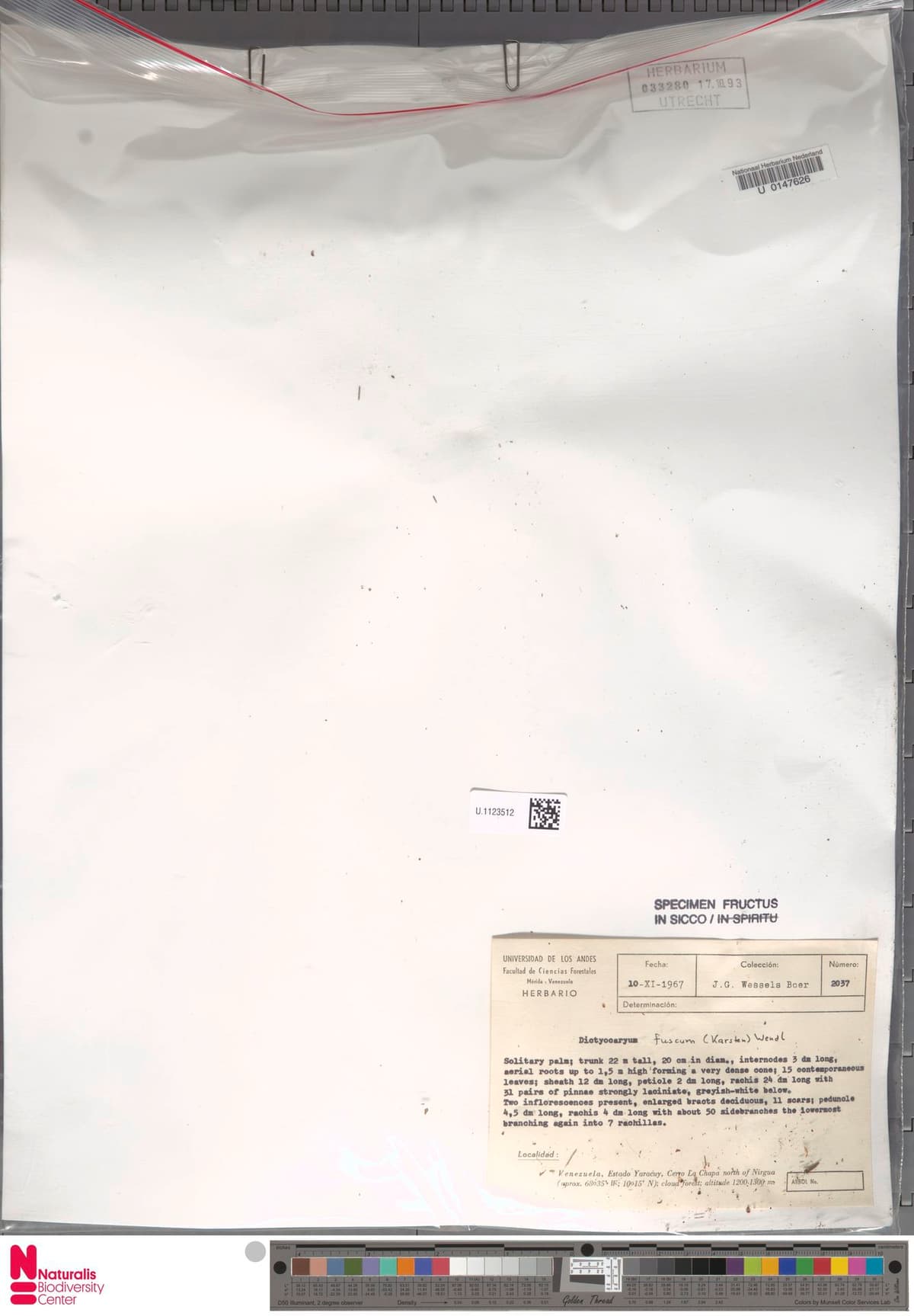 Botanical specimen of Dictyocaryum Fuscum.
