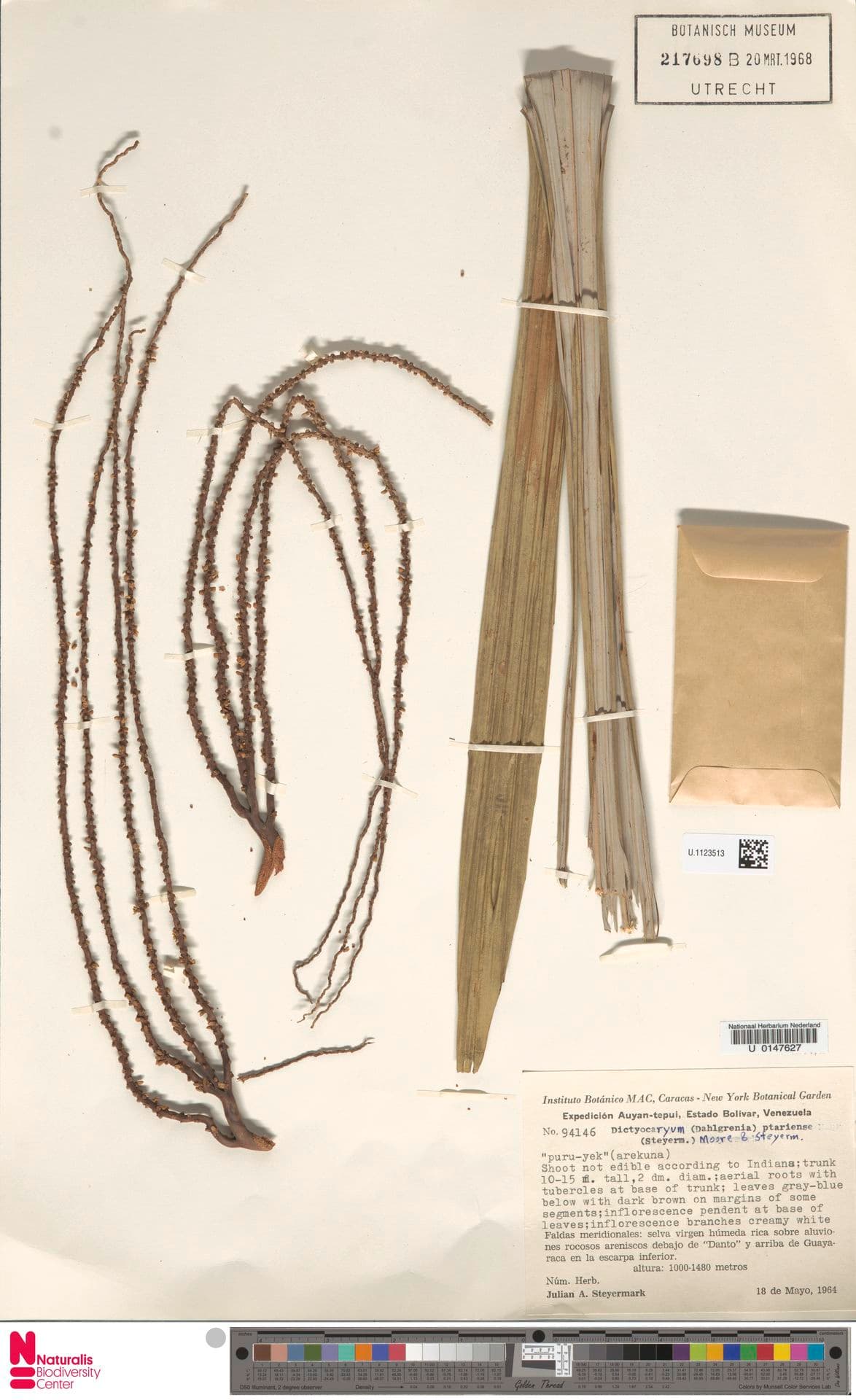 Botanical specimen of Dictyocaryum Fuscum.