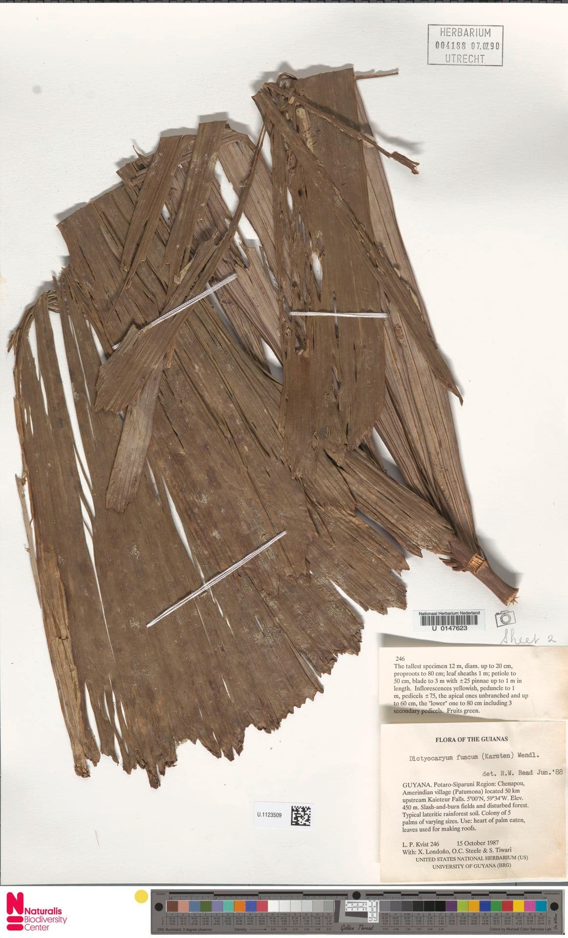 Botanical specimen of Dictyocaryum Fuscum.