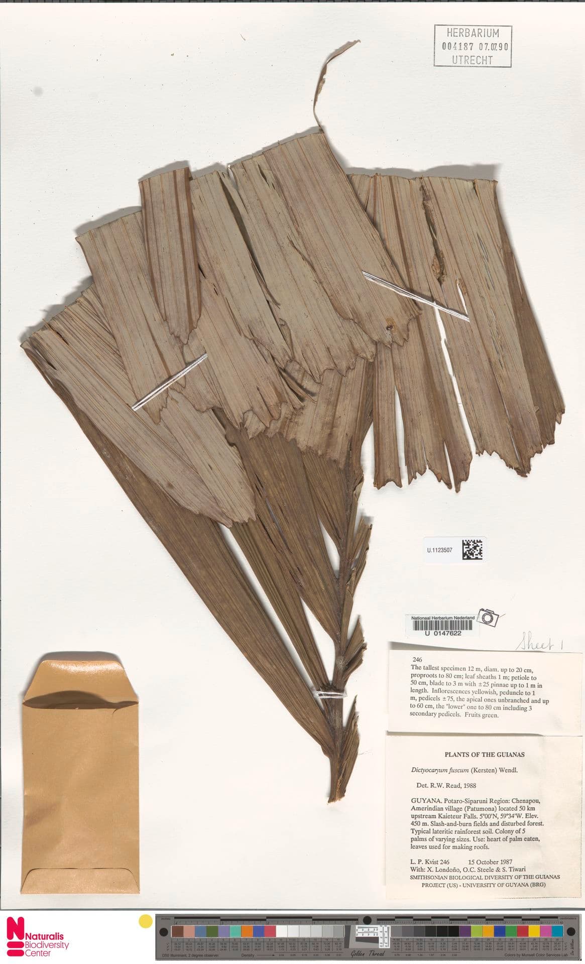 Botanical specimen of Dictyocaryum Fuscum.