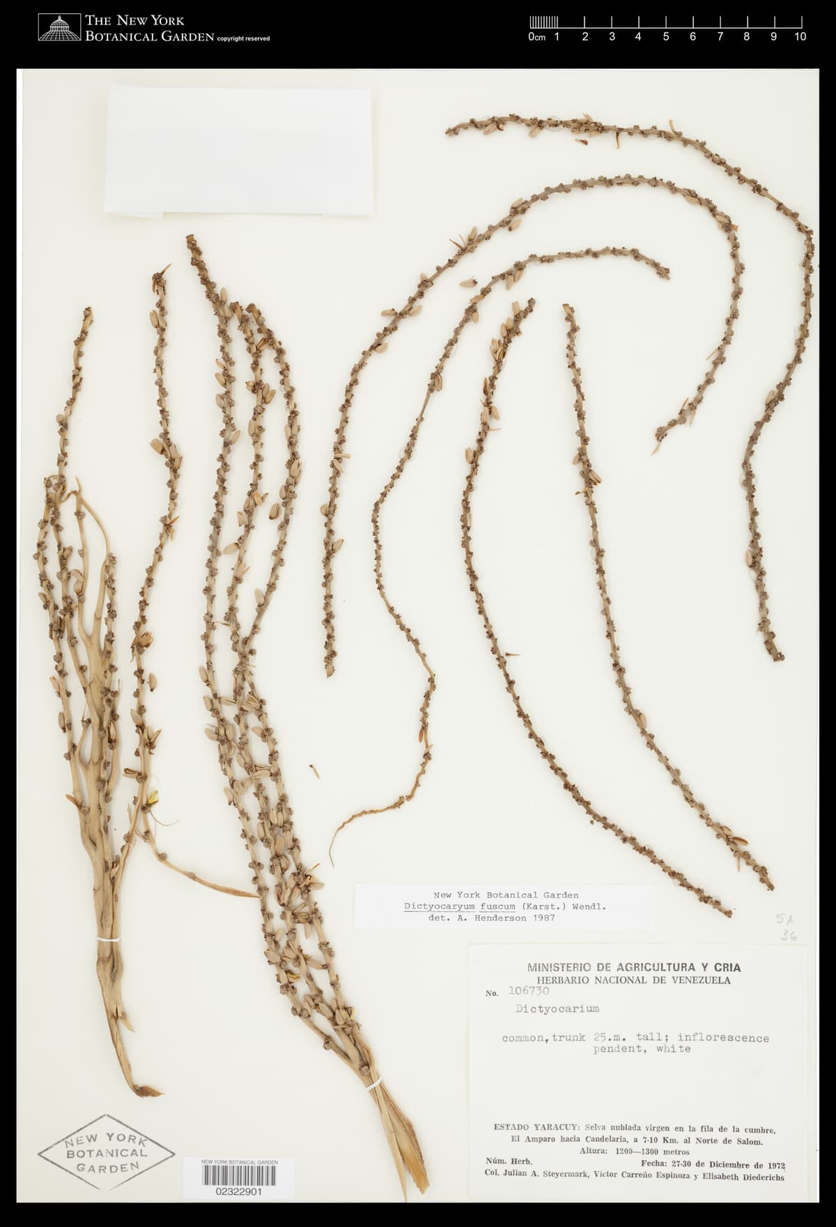 Botanical specimen of Dictyocaryum Fuscum.
