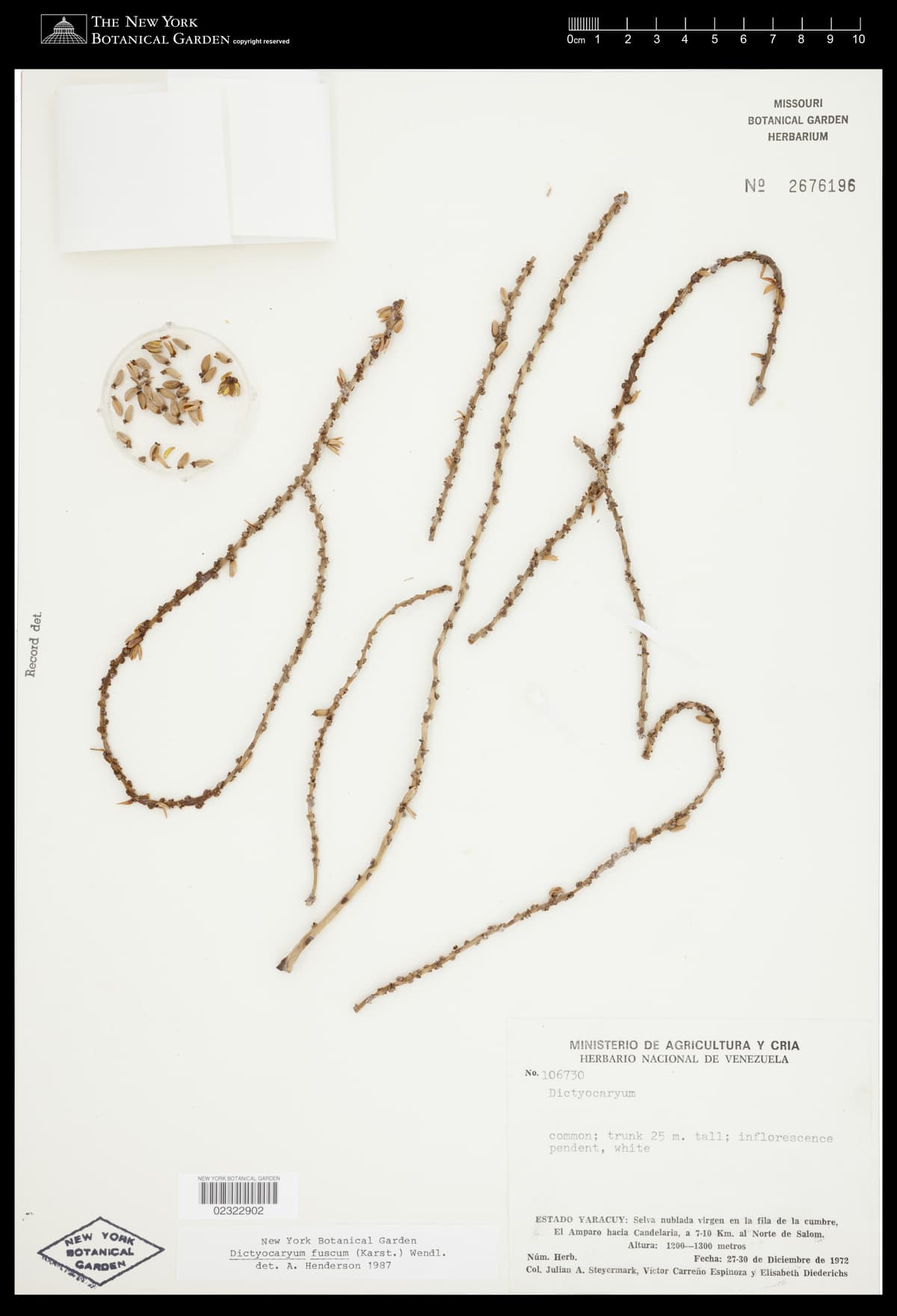 Botanical specimen of Dictyocaryum Fuscum.