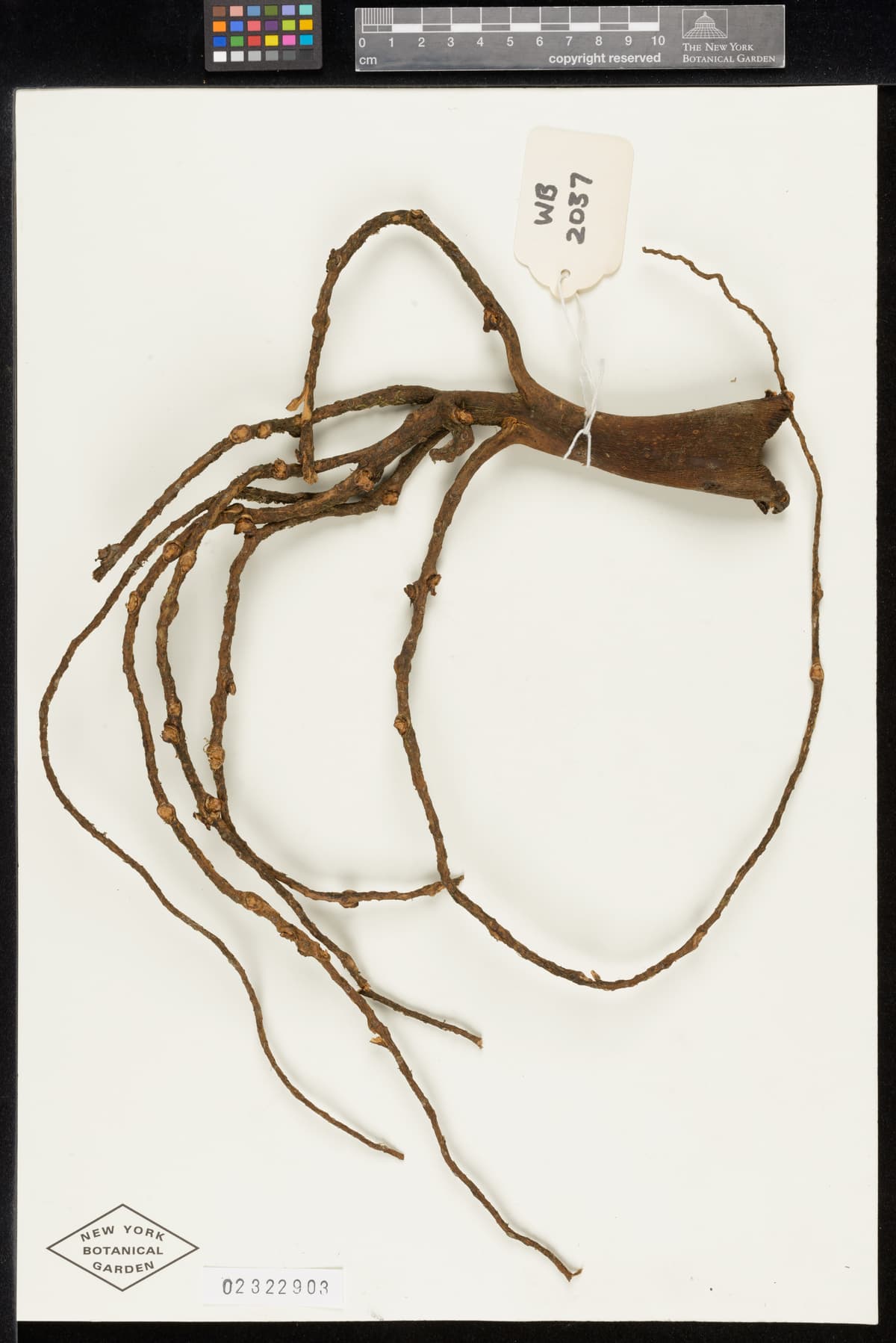 Botanical specimen of Dictyocaryum Fuscum.