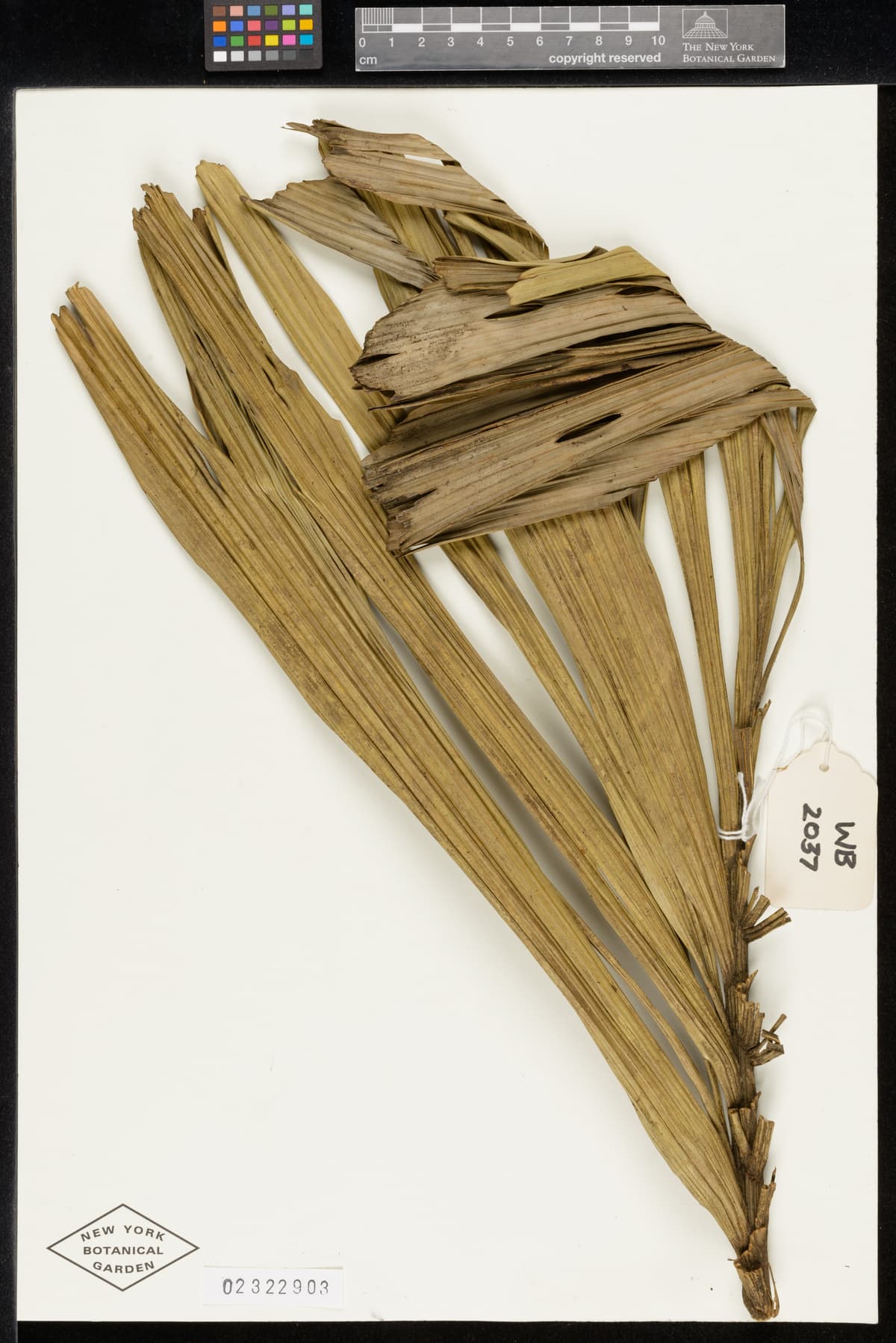 Botanical specimen of Dictyocaryum Fuscum.