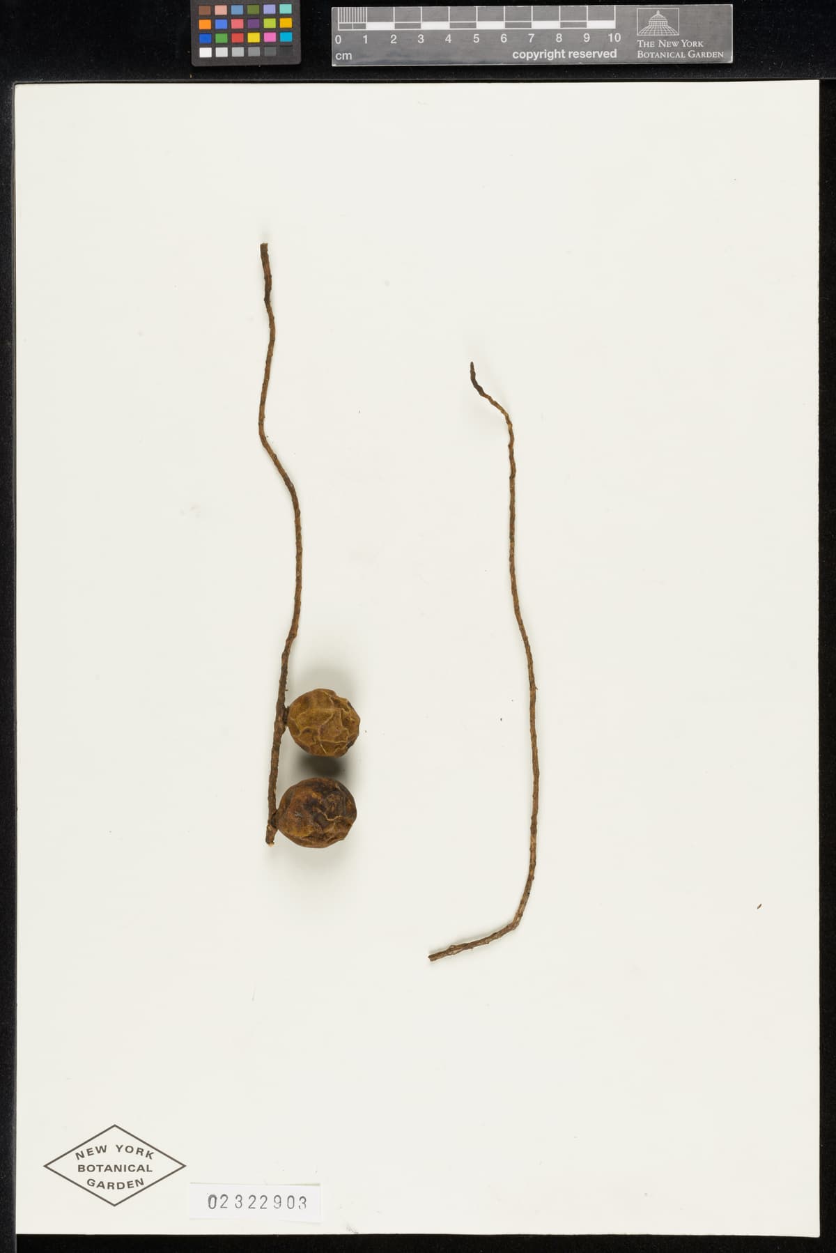 Botanical specimen of Dictyocaryum Fuscum.