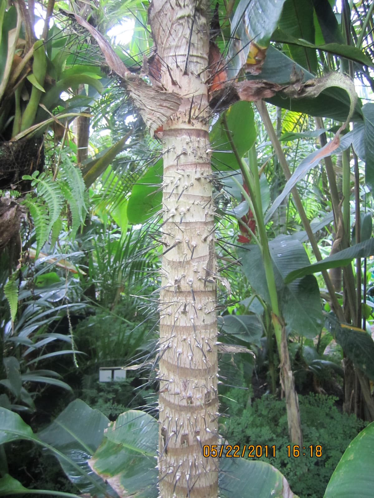 Botanical specimen of Dictyocaryum Lamarckianum.