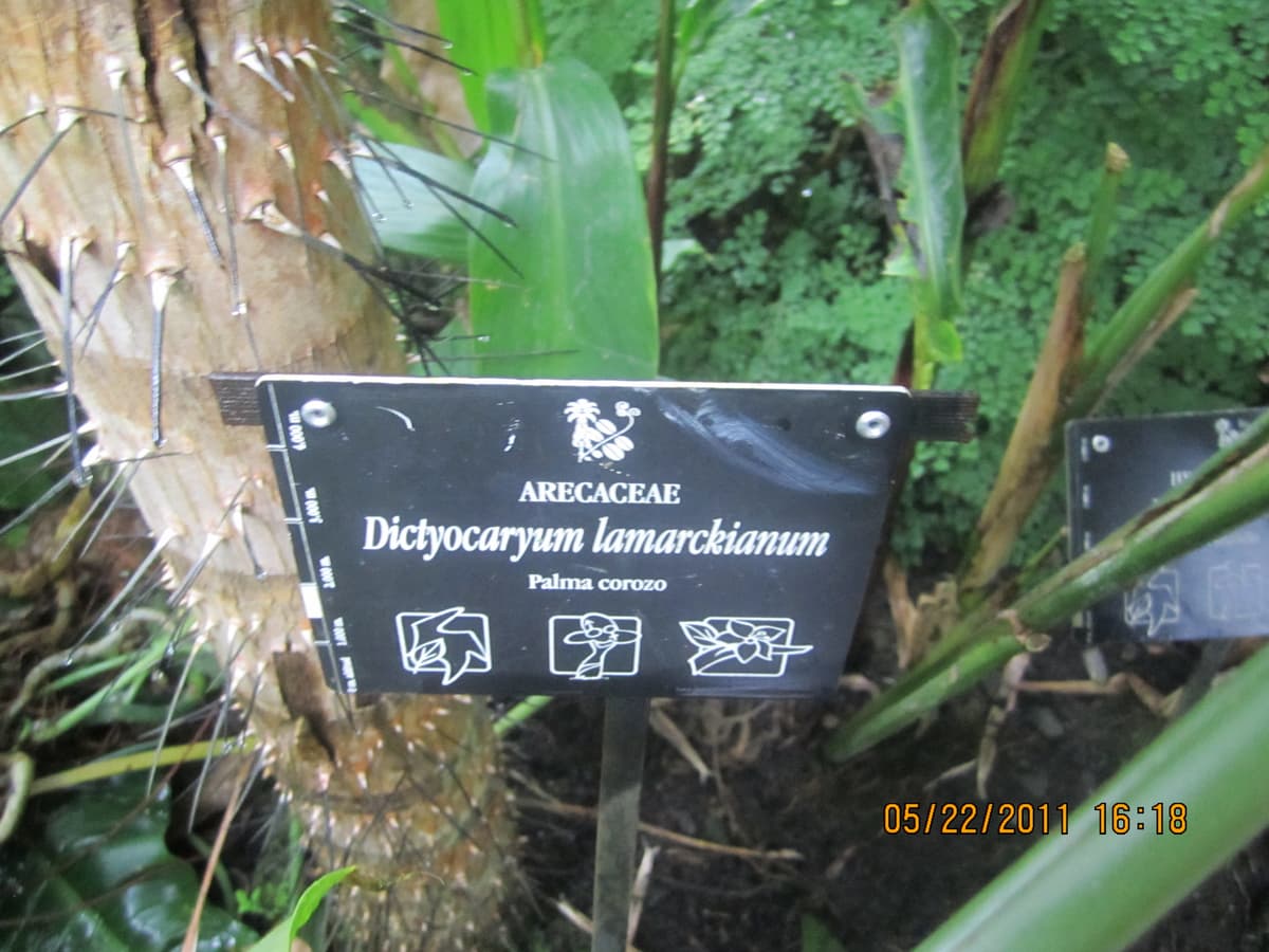 Botanical specimen of Dictyocaryum Lamarckianum.