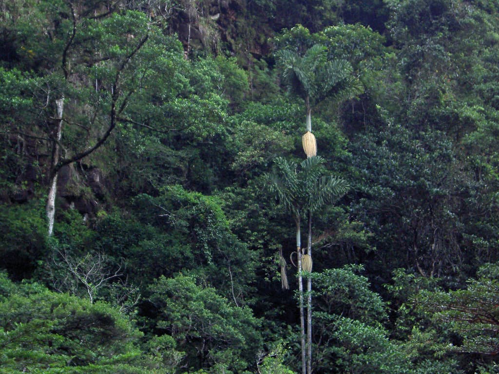 Botanical specimen of Dictyocaryum Ptarianum.