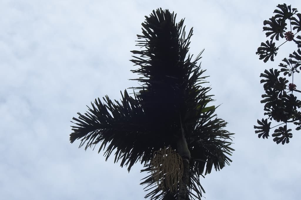 Botanical specimen of Dictyocaryum Ptarianum.