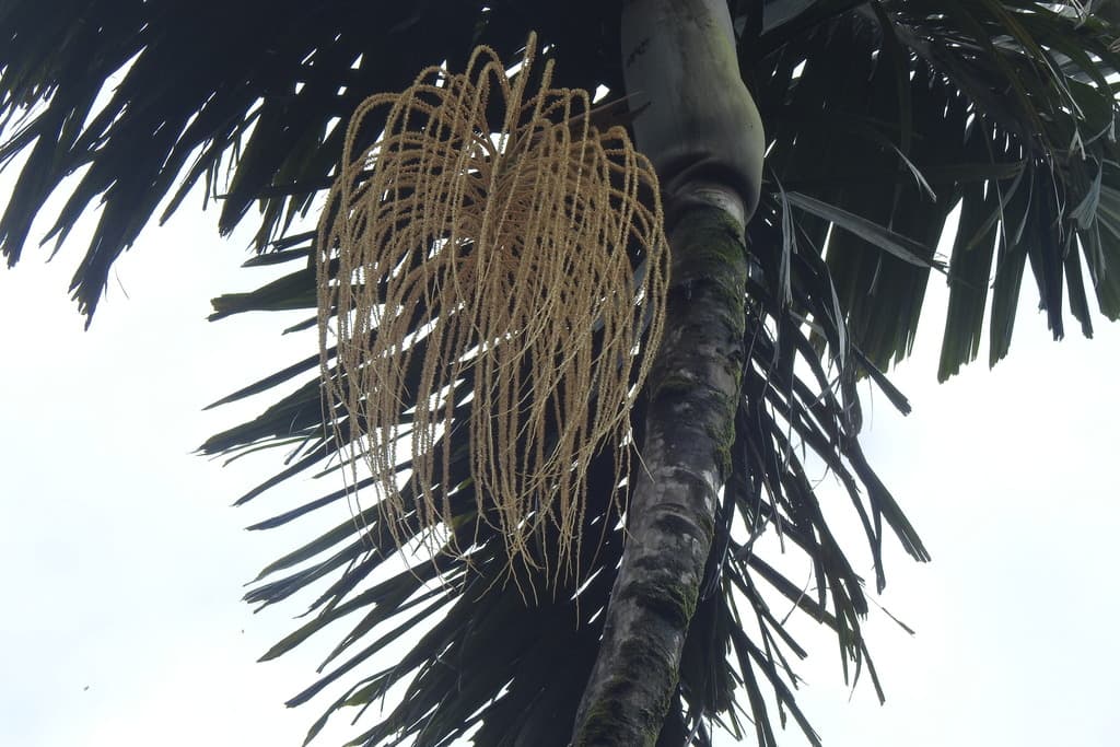 Botanical specimen of Dictyocaryum Ptarianum.