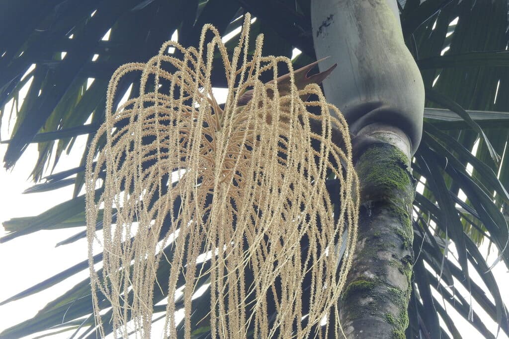 Botanical specimen of Dictyocaryum Ptarianum.