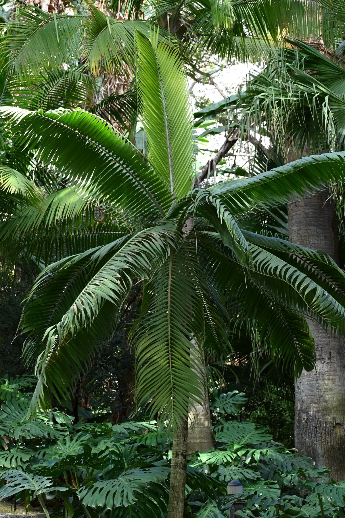 Botanical specimen of Dictyosperma Album.