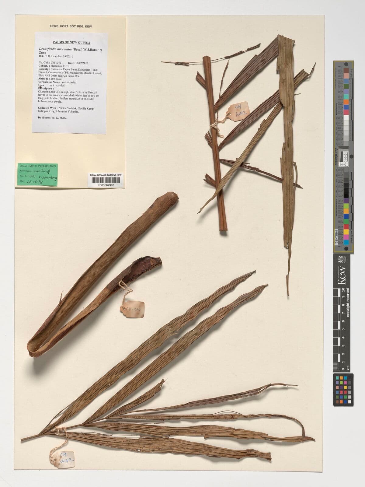 Botanical specimen of Dransfieldia Micrantha.