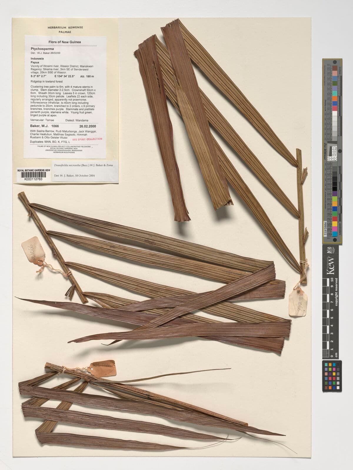 Botanical specimen of Dransfieldia Micrantha.