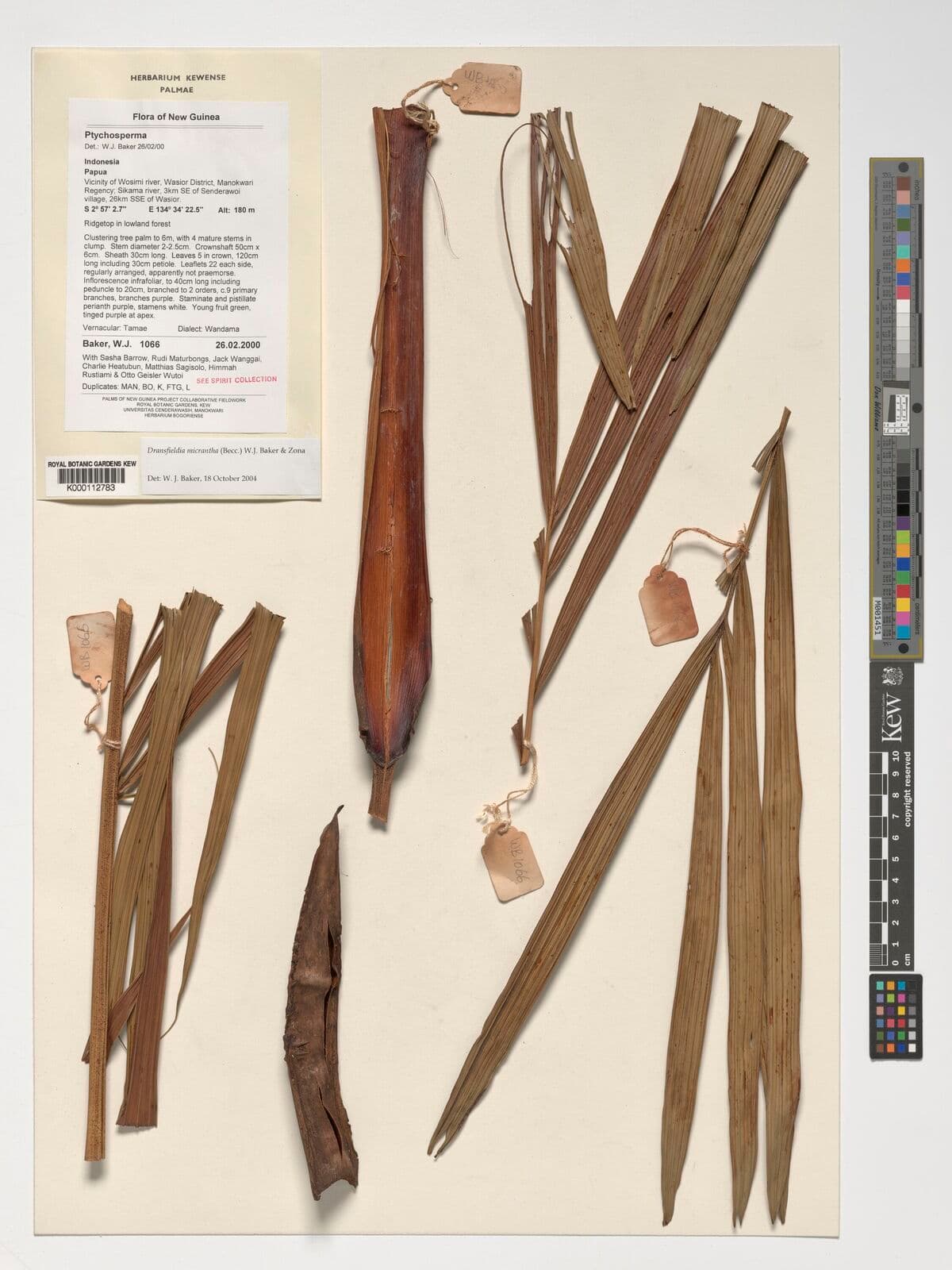 Botanical specimen of Dransfieldia Micrantha.