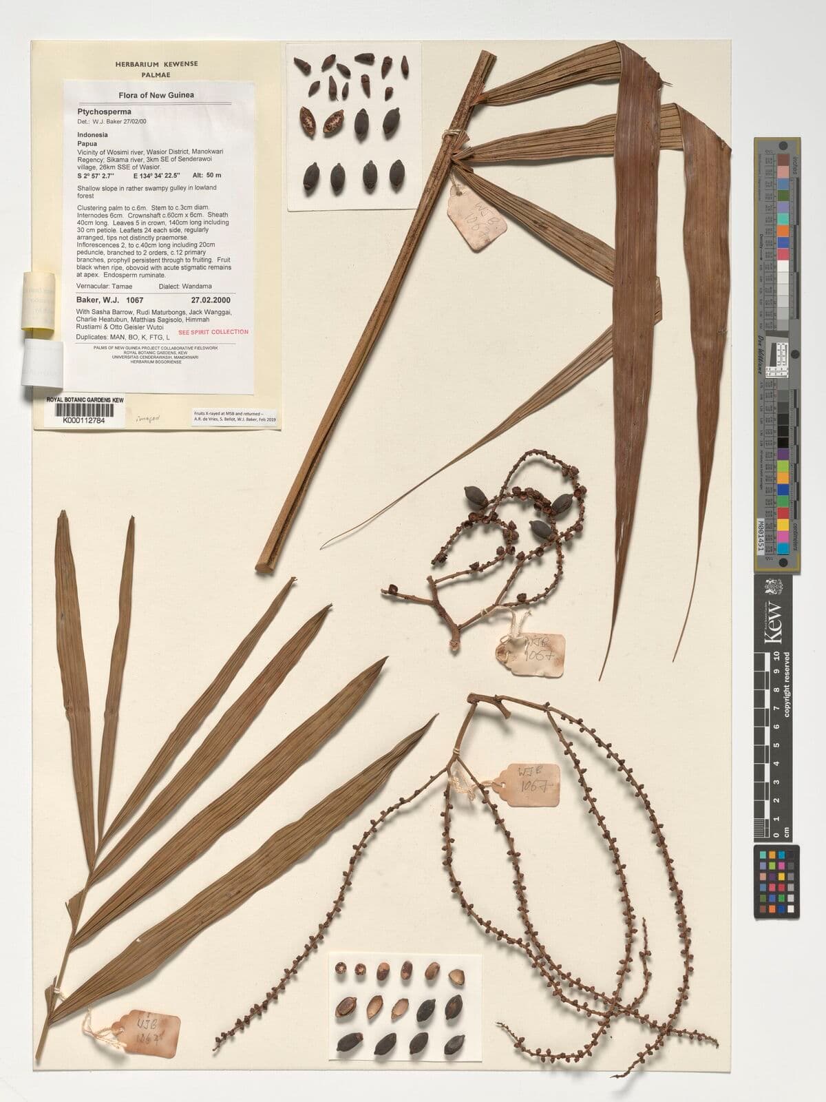 Botanical specimen of Dransfieldia Micrantha.