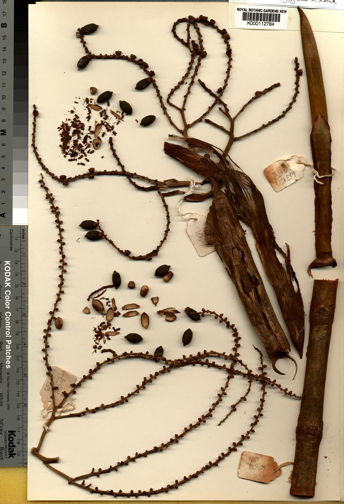 Botanical specimen of Dransfieldia Micrantha.