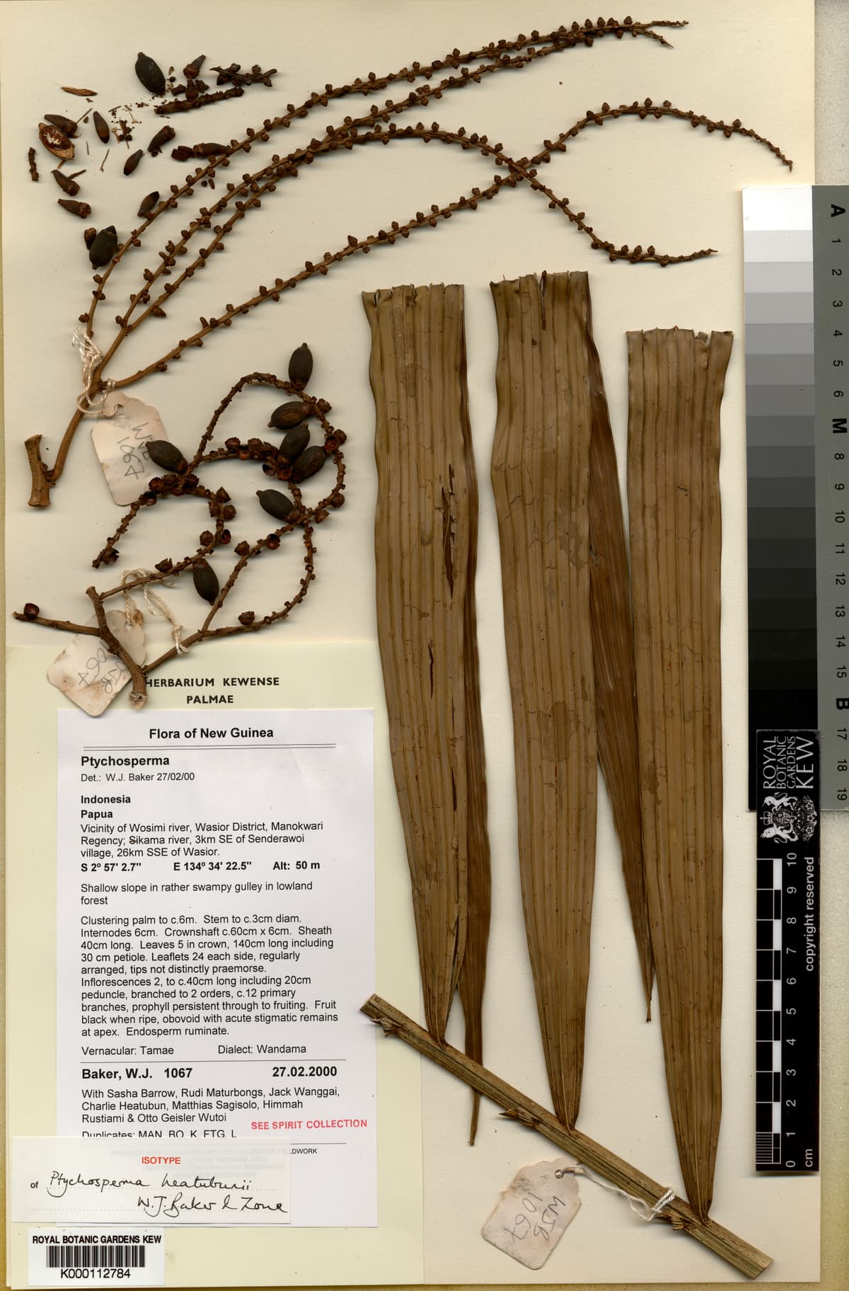 Botanical specimen of Dransfieldia Micrantha.