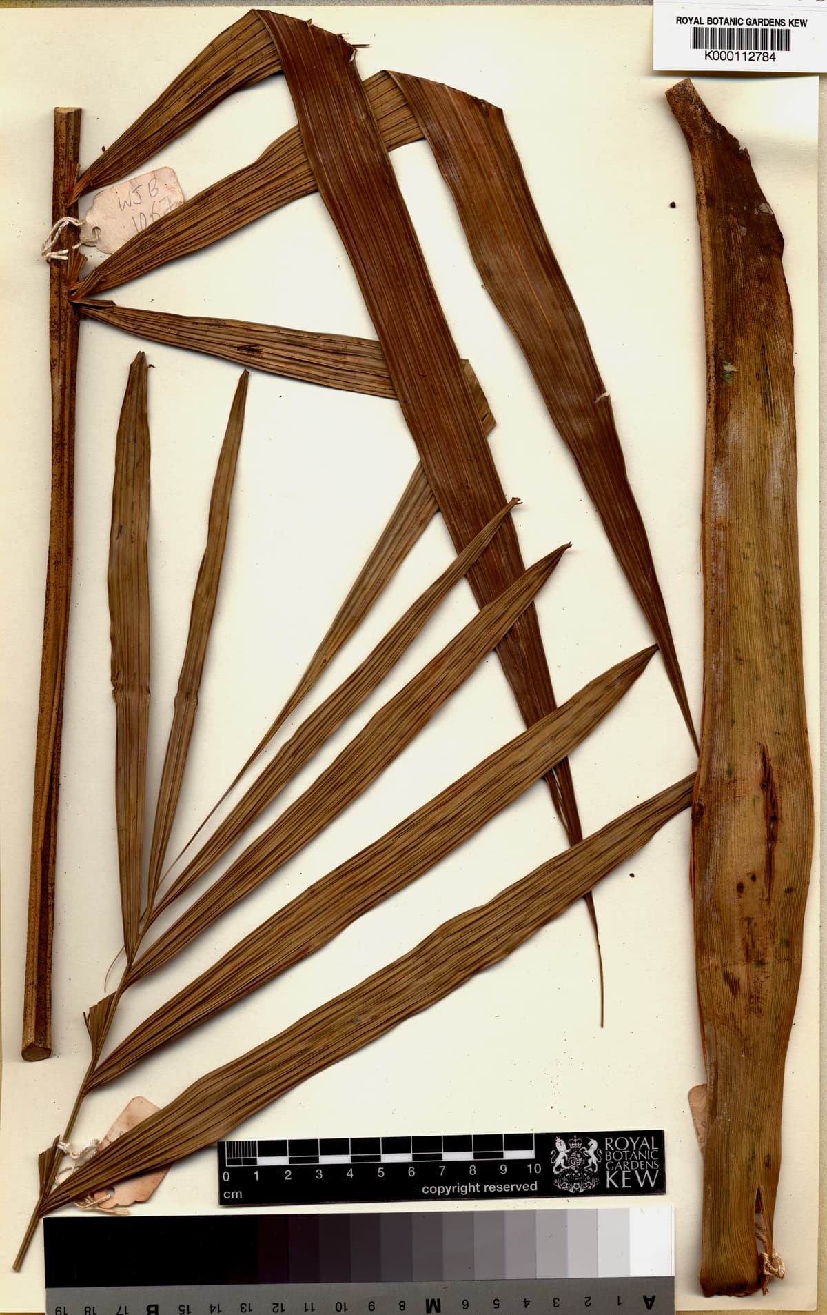 Botanical specimen of Dransfieldia Micrantha.