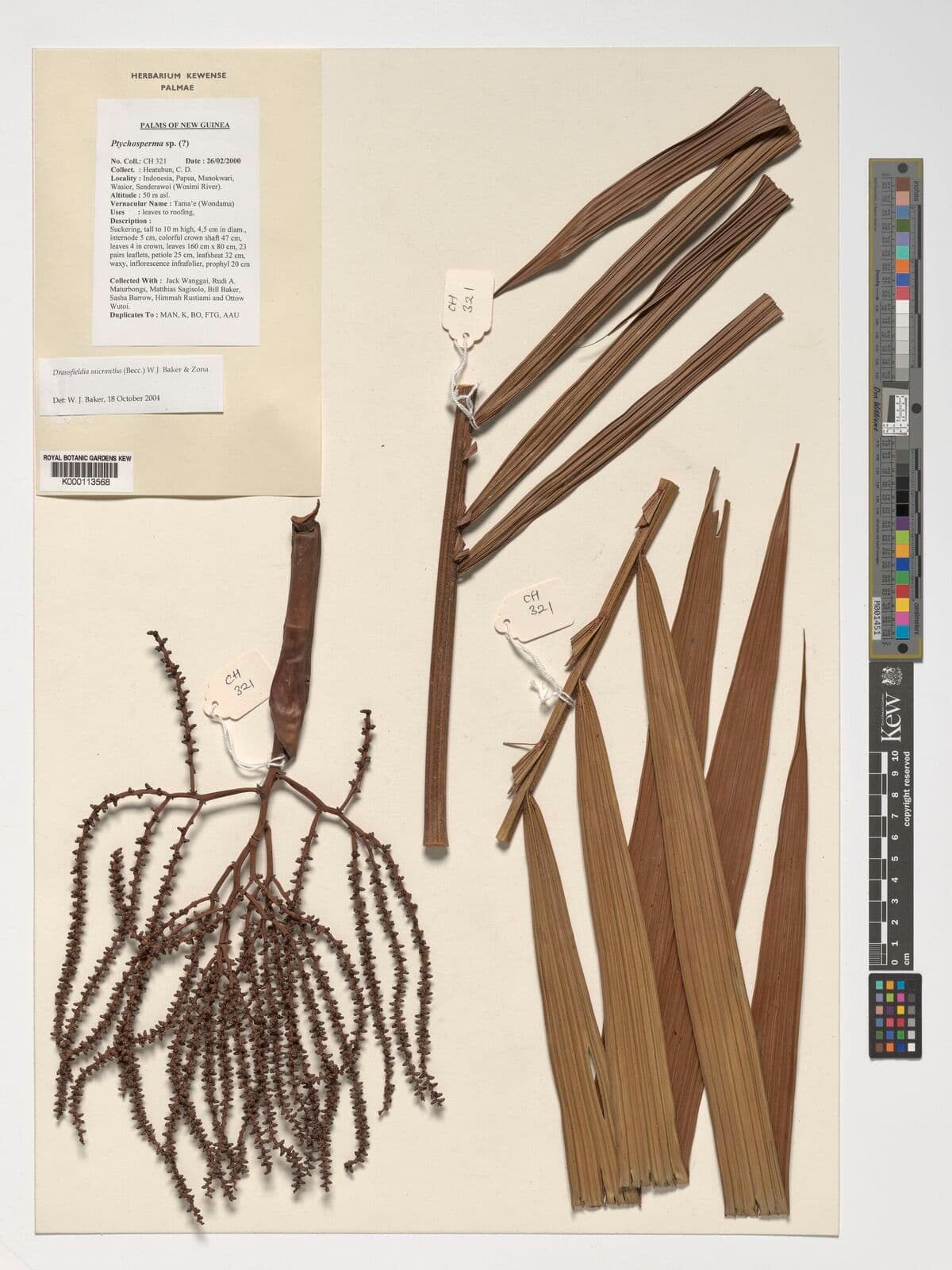 Botanical specimen of Dransfieldia Micrantha.